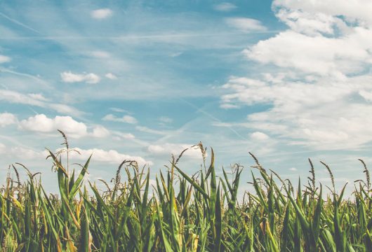 Herbe verte et ciel avec des nuages